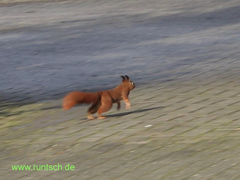 rennendes Eichhörnchen