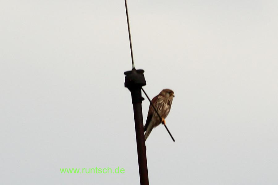 Falke sitzt auf der Antenne