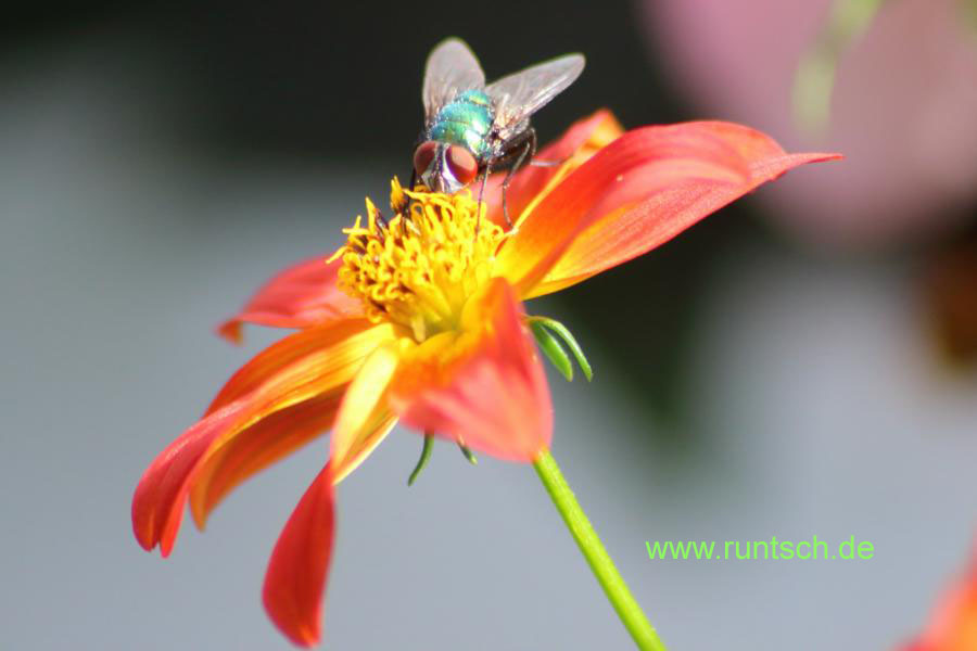 Fliege auf Blume