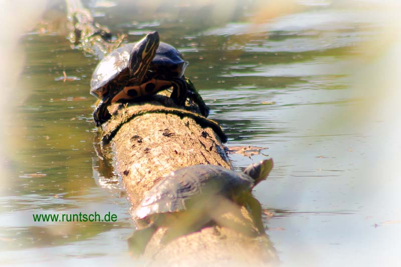 Gelbrand-Schmuckschildkröte im Klutensee