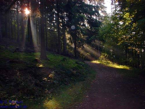 Foto: Waldweg Der Lieserpfad bei Gemünden