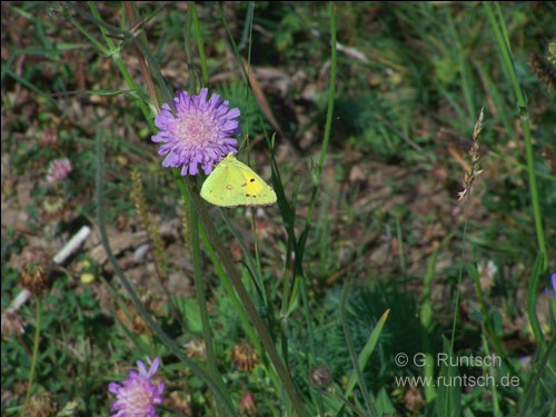 Foto. Schmetterling an einer Blume